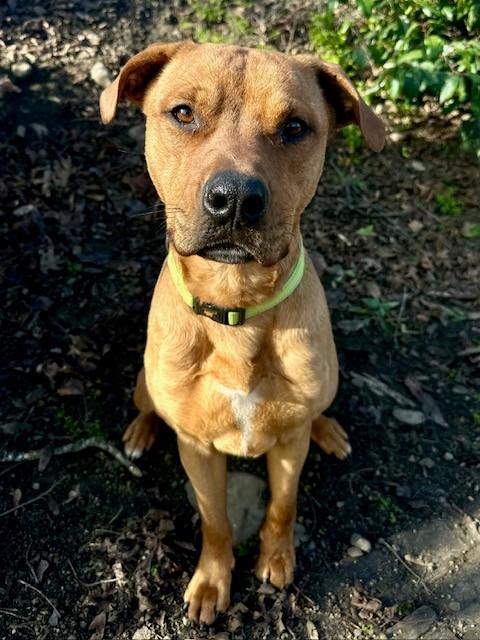 Enlarge Tomato, a ADOPTABLE mixed breed in Phoenix, OR image 1/5