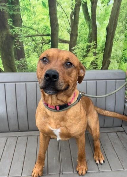 Enlarge Tomato, a ADOPTABLE mixed breed in Phoenix, OR image 1/4