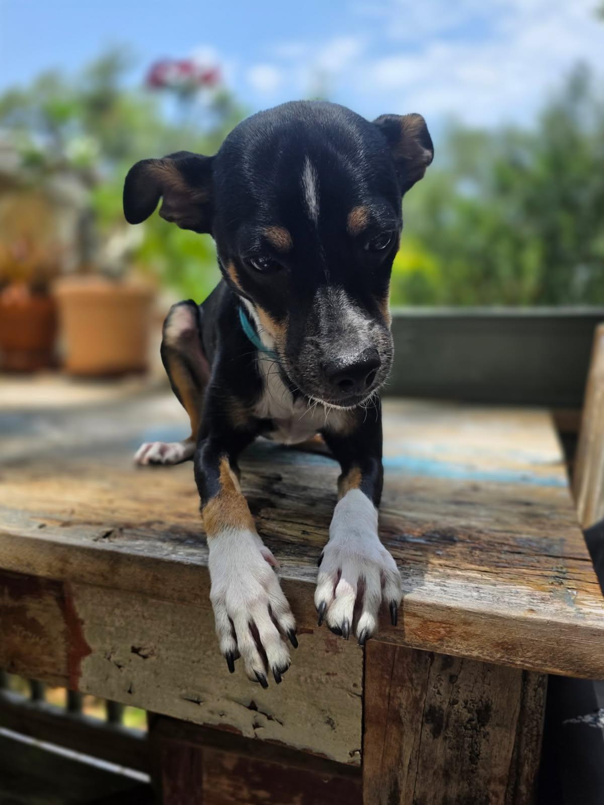 Oreo, a ADOPTABLE mixed breed in Gulfport, FL image 6/6