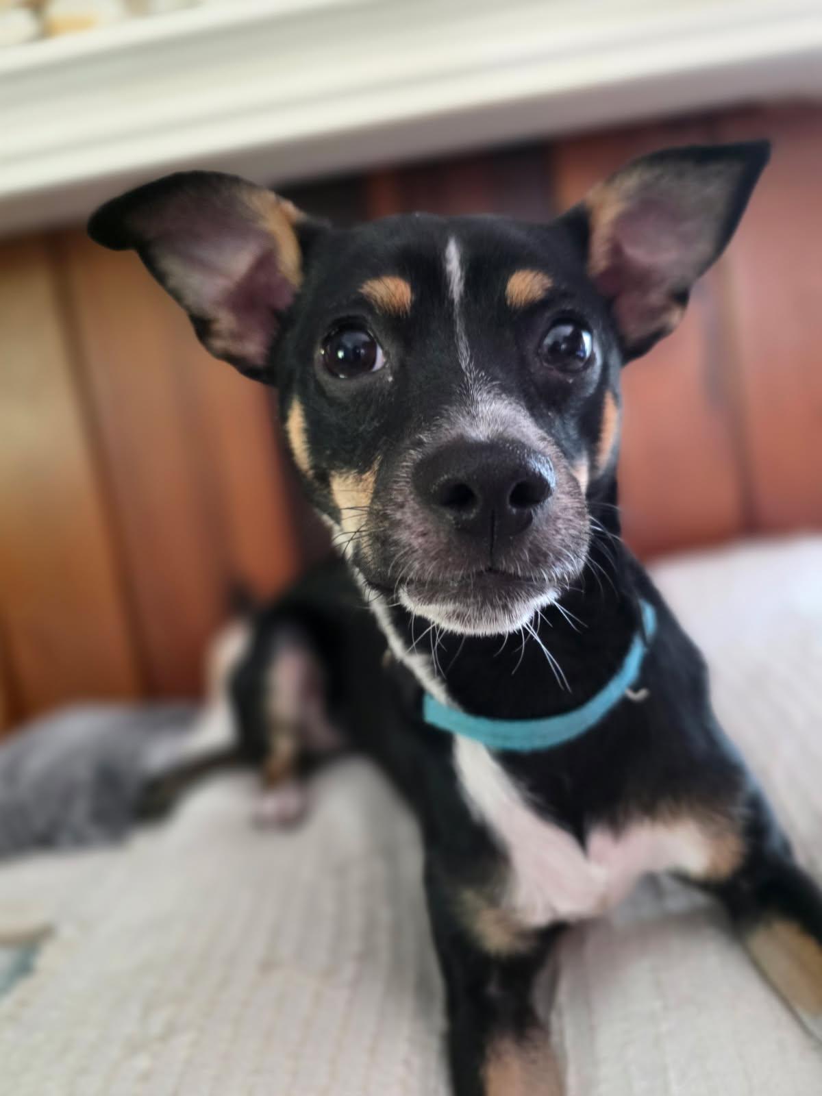 Oreo, a ADOPTABLE mixed breed in Gulfport, FL image 3/6