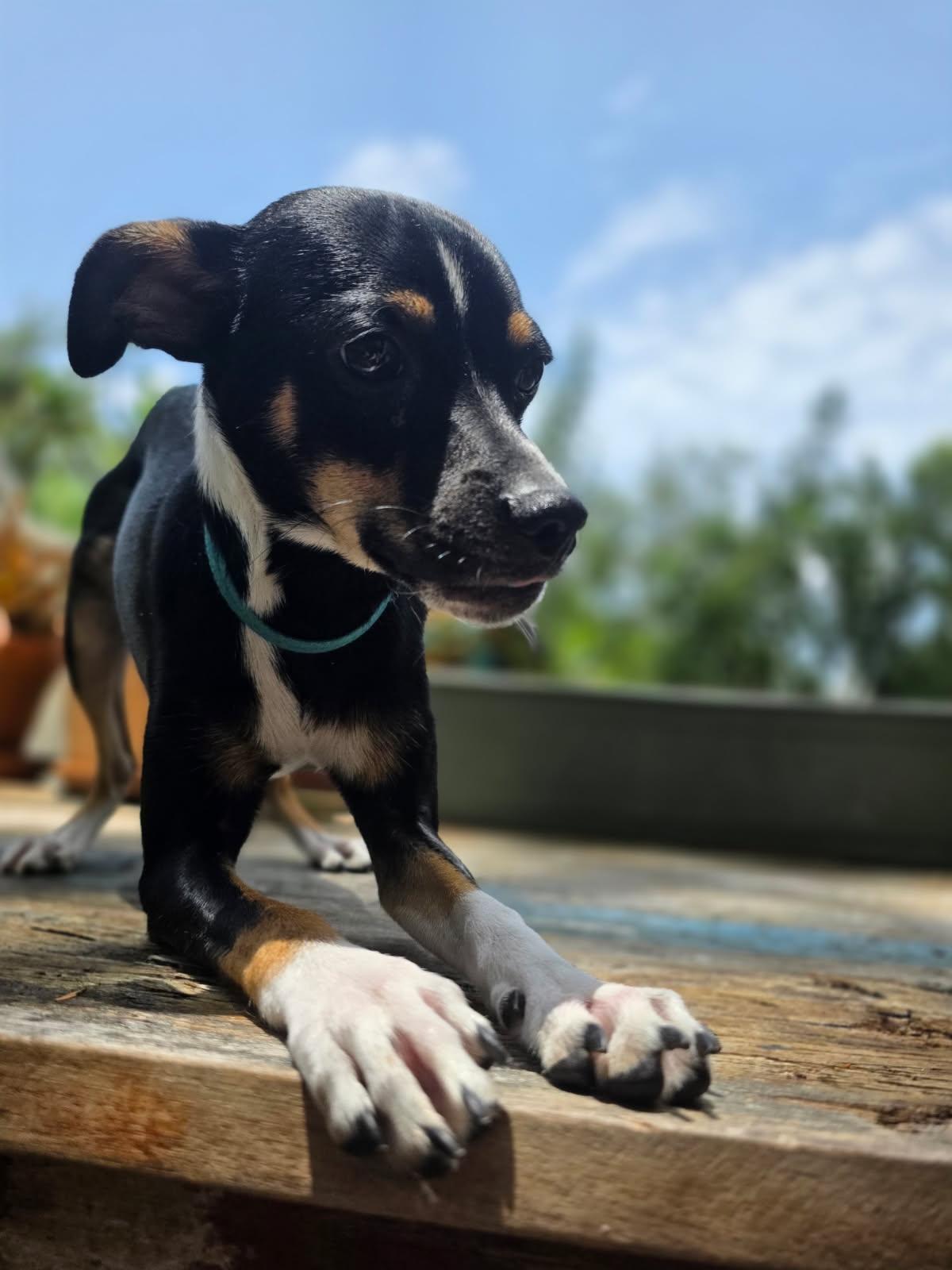 Oreo, a ADOPTABLE mixed breed in Gulfport, FL image 5/6
