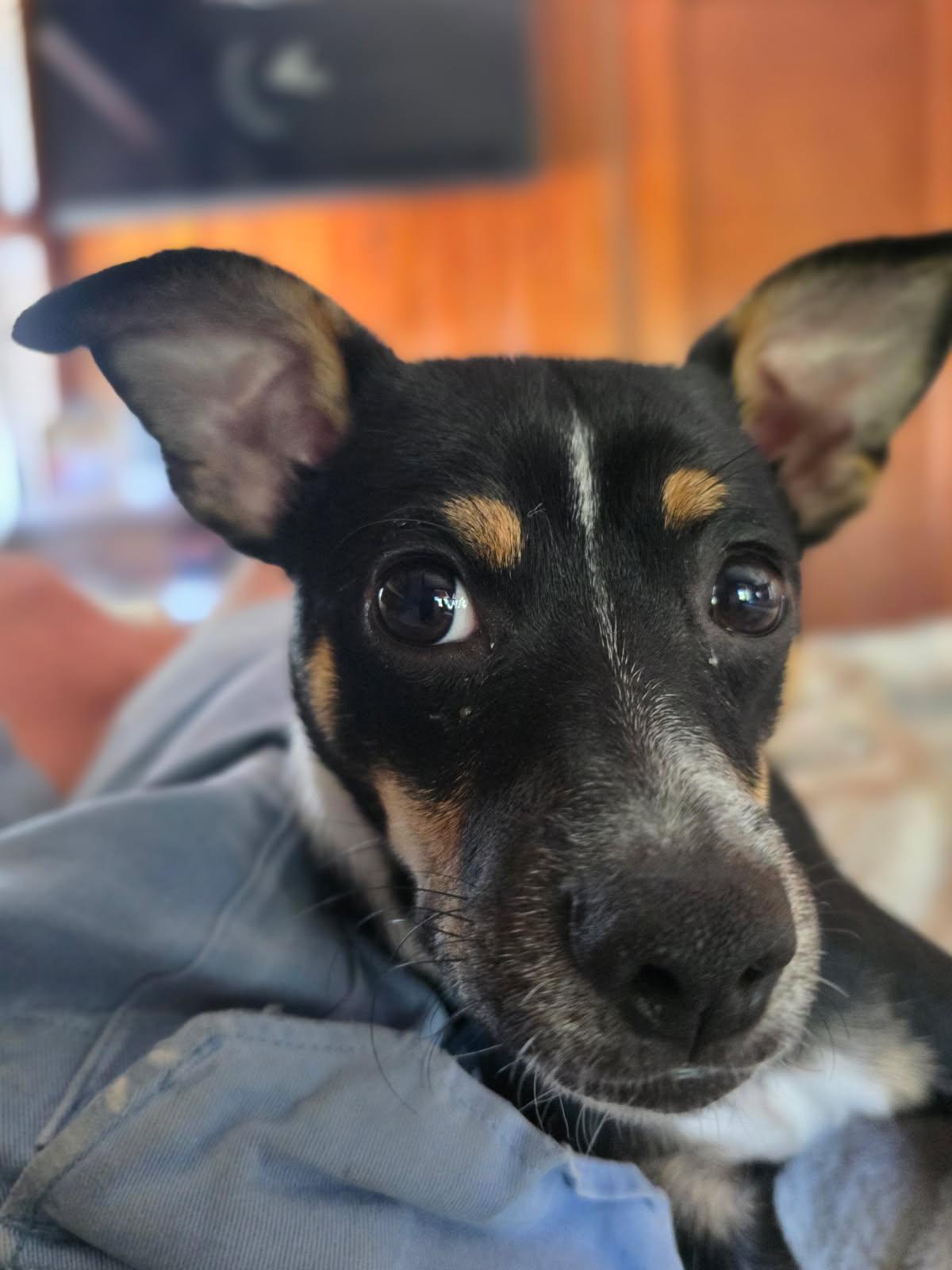Oreo, a ADOPTABLE mixed breed in Gulfport, FL image 1/6