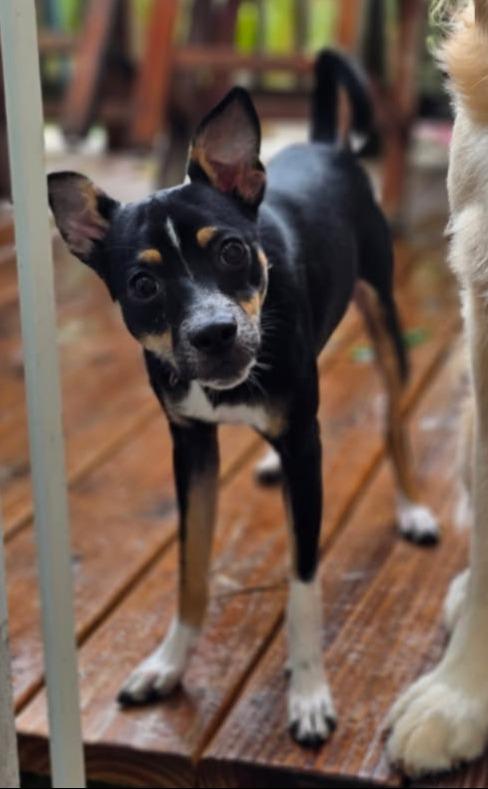 Oreo, a ADOPTABLE mixed breed in Gulfport, FL image 2/6