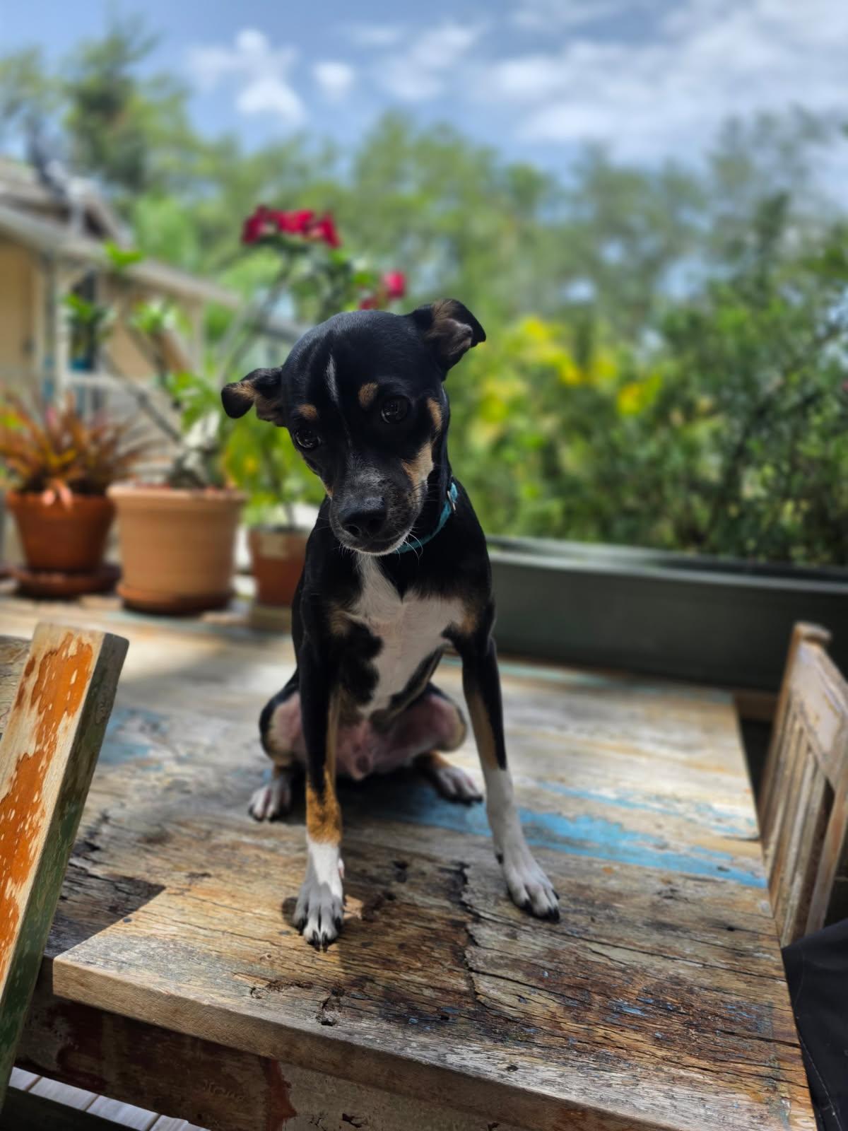 Oreo, a ADOPTABLE mixed breed in Gulfport, FL image 4/6