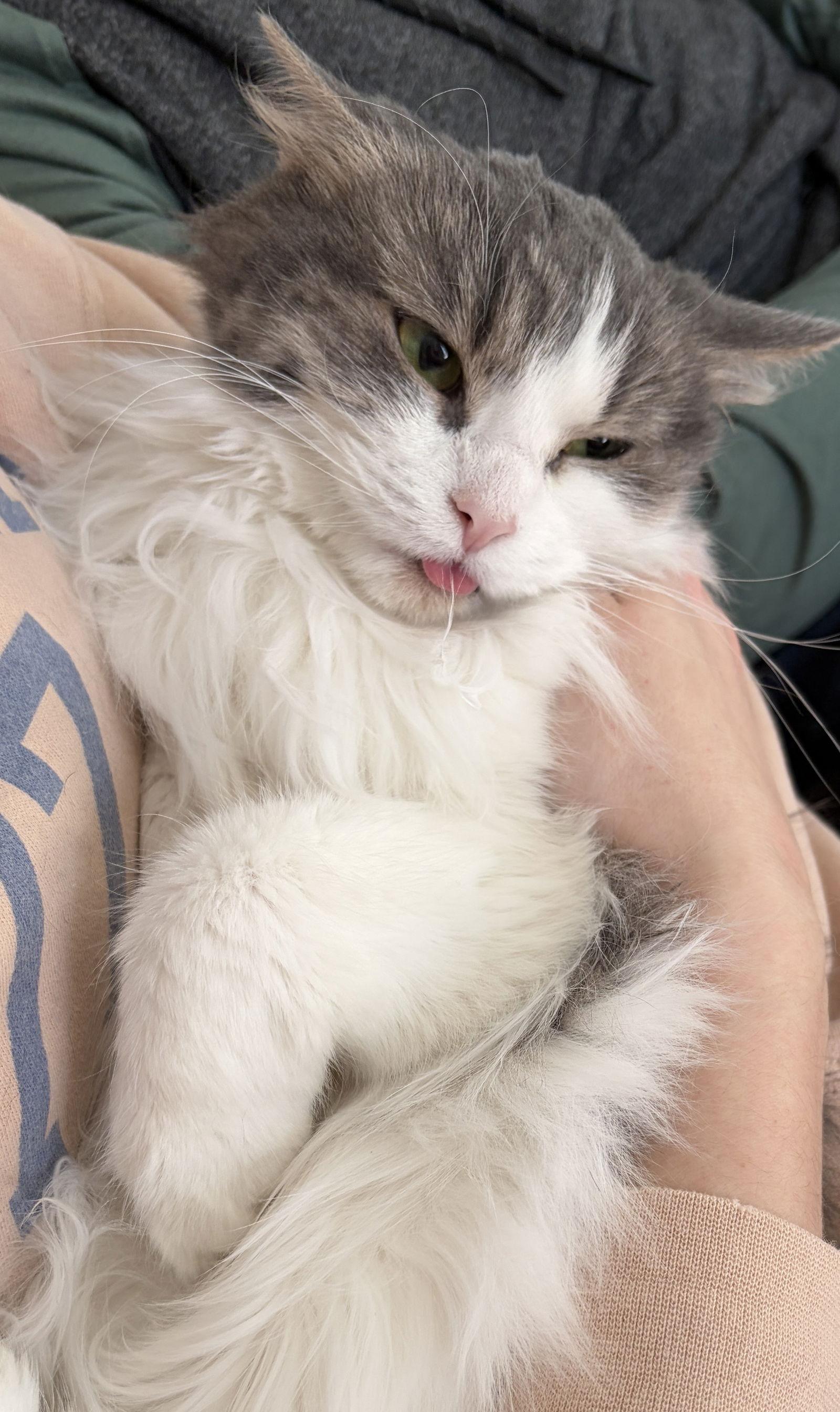 Raucous — thumbnail 2