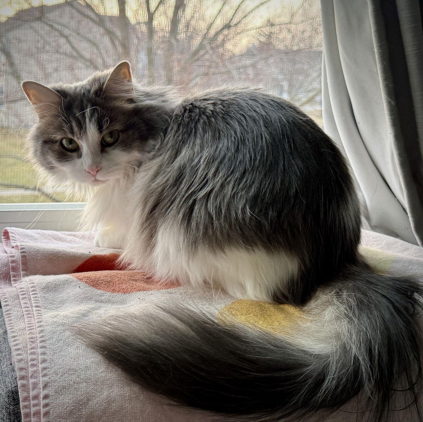 Raucous — thumbnail 3