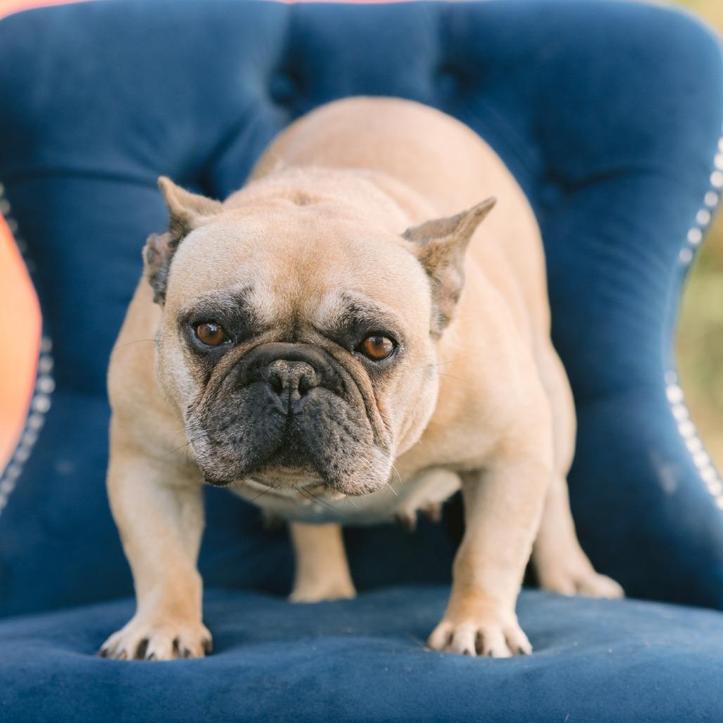 Vengeance, Adoptable, Adult Female French Bulldog.