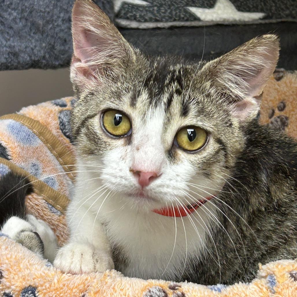 Ladybug, a Adoptable Domestic Short Hair in Brownsboro, AL image 1/6
