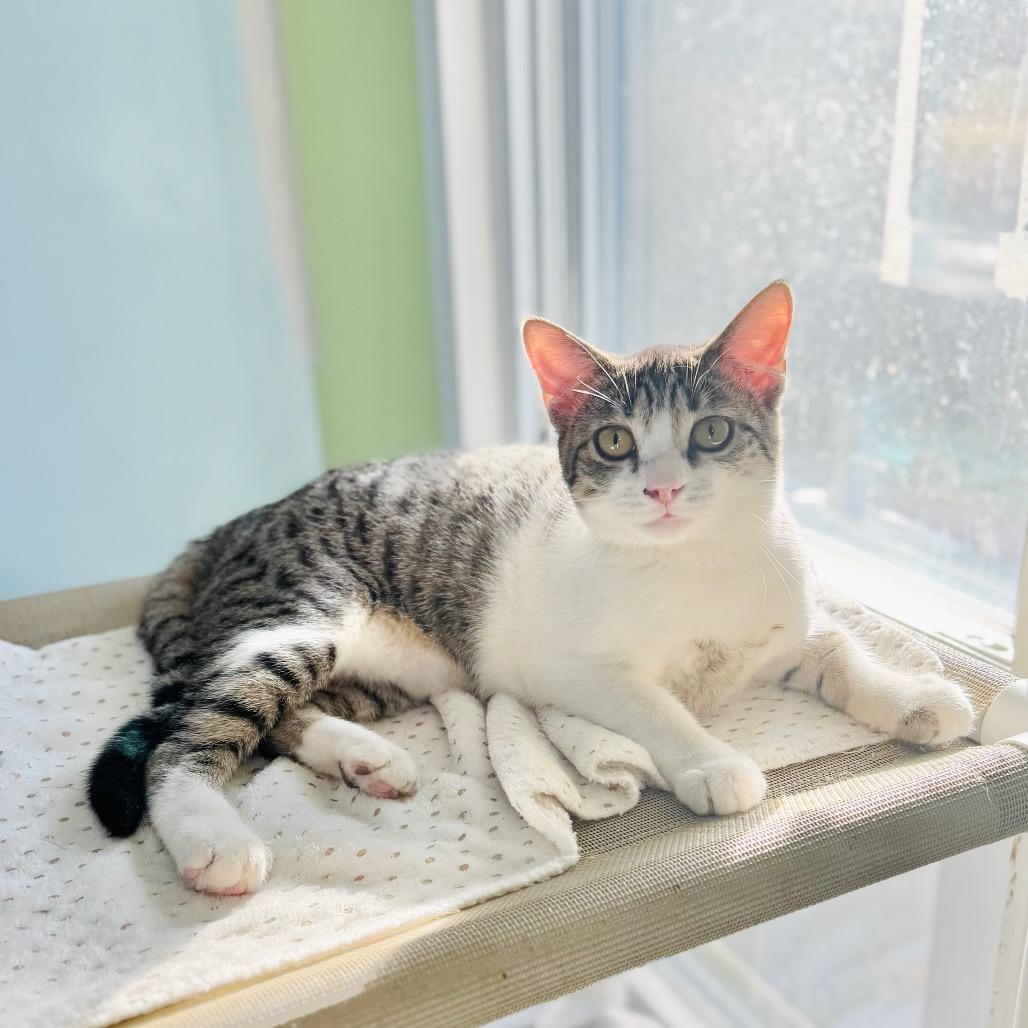 Ladybug, a Adoptable Domestic Short Hair in Brownsboro, AL image 2/6