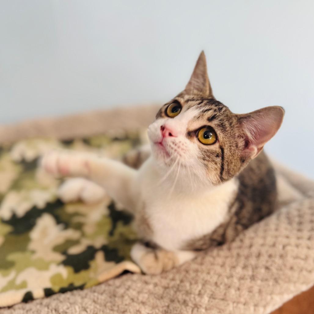 Ladybug, a Adoptable Domestic Short Hair in Brownsboro, AL image 3/6