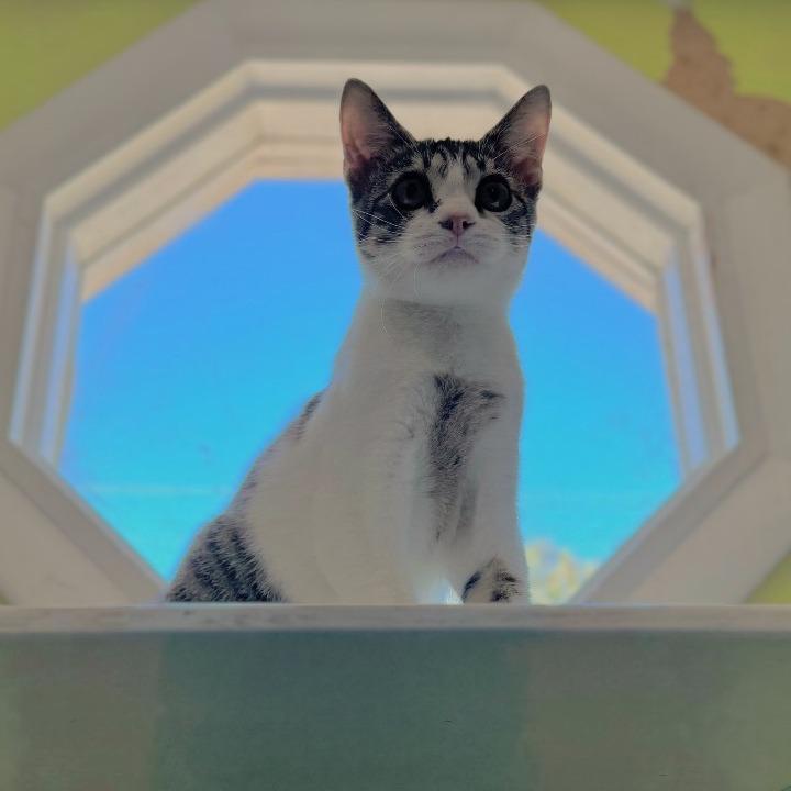 Ladybug — thumbnail 4