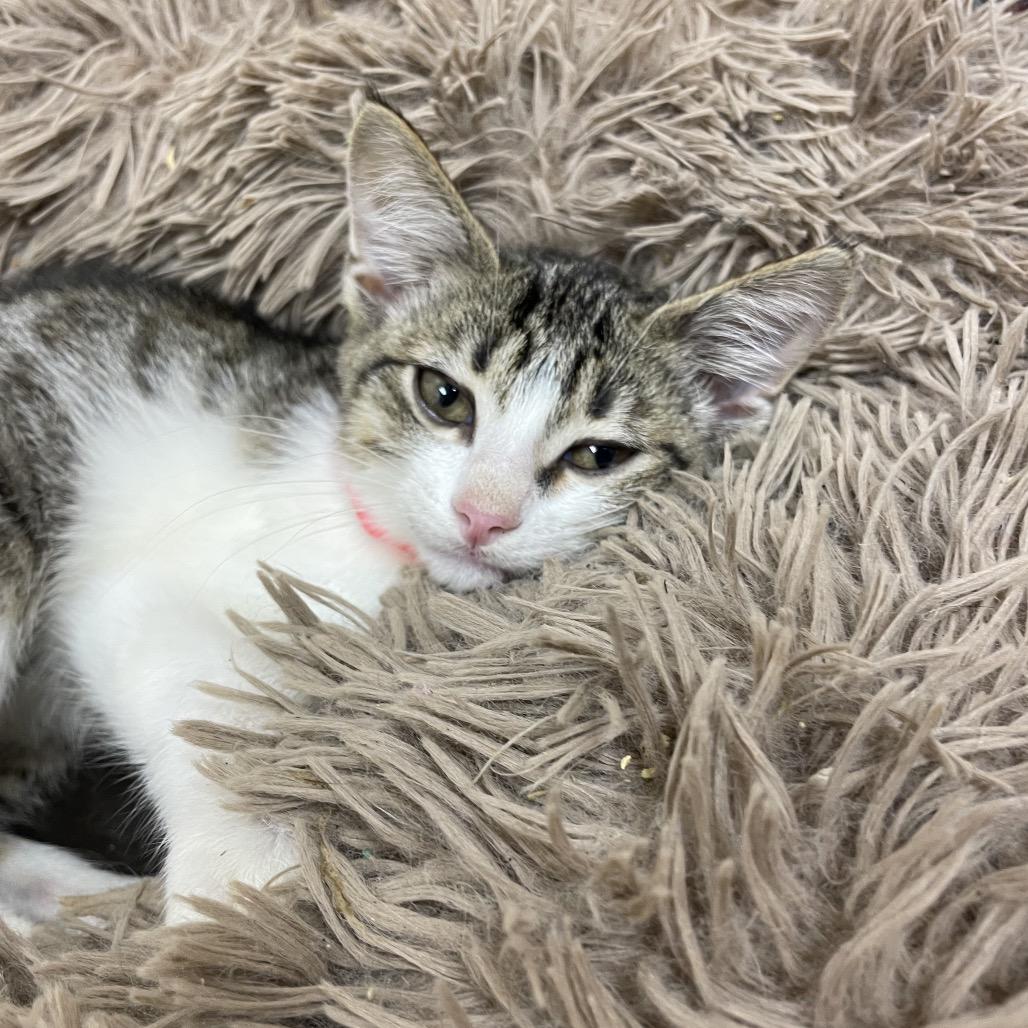 Ladybug, a Adoptable Domestic Short Hair in Brownsboro, AL image 5/6