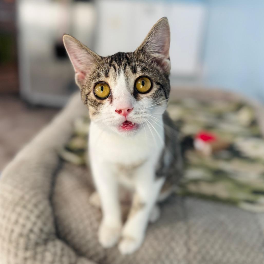 Ladybug, a Adoptable Domestic Short Hair in Brownsboro, AL image 6/6