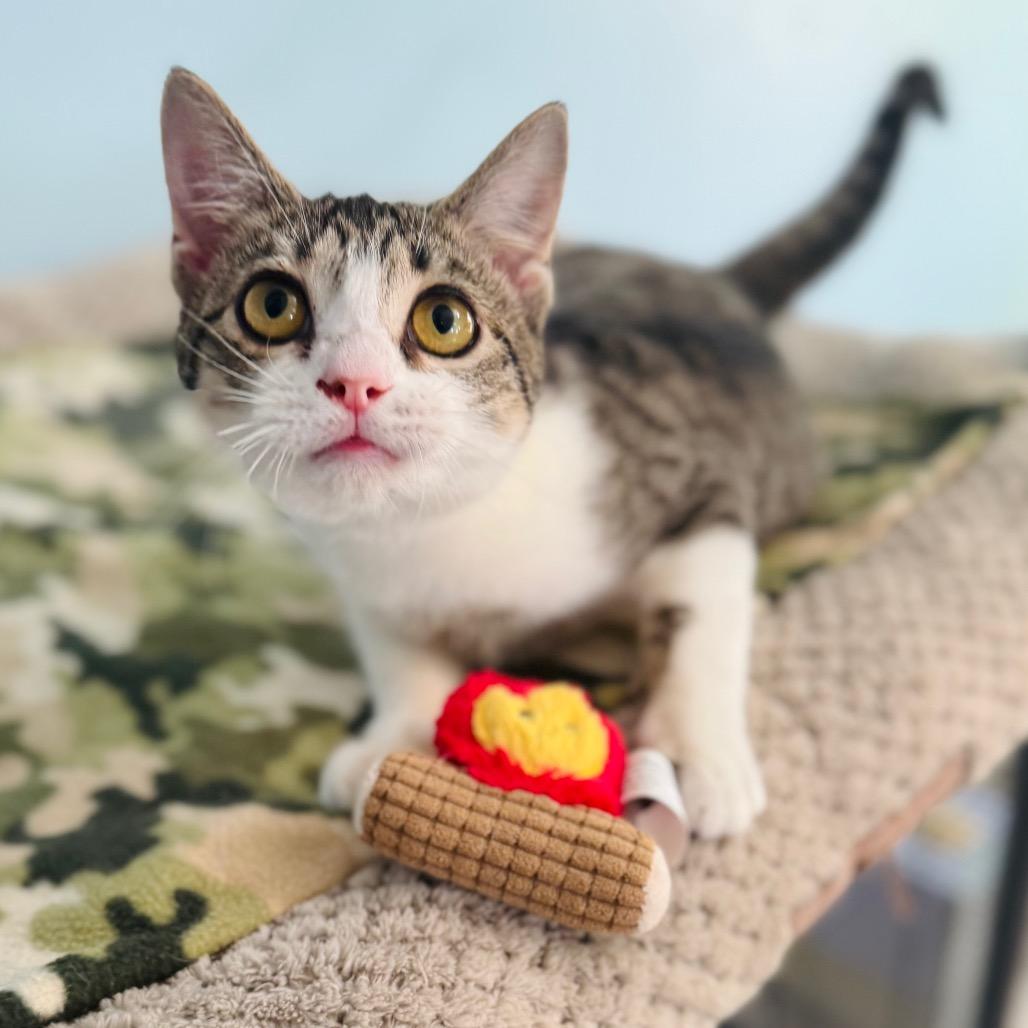 Ladybug — thumbnail 6