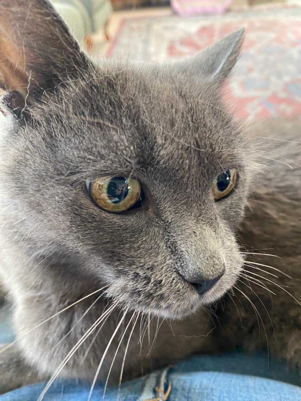 Gaia, adopted, Senior Female Domestic Short Hair.