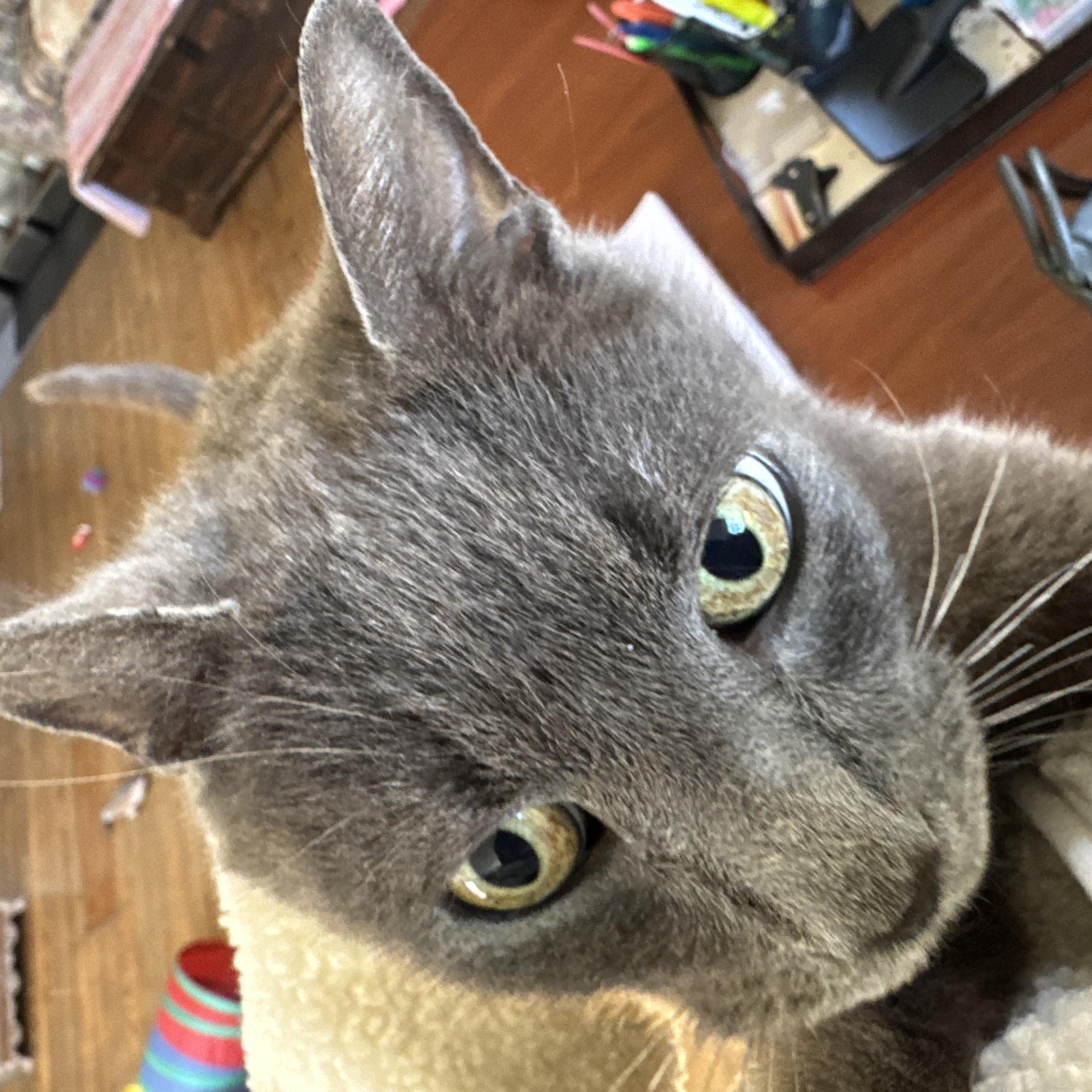 Enlarge Gaia, an adopted Domestic Short Hair in Queenstown, MD image 4/5