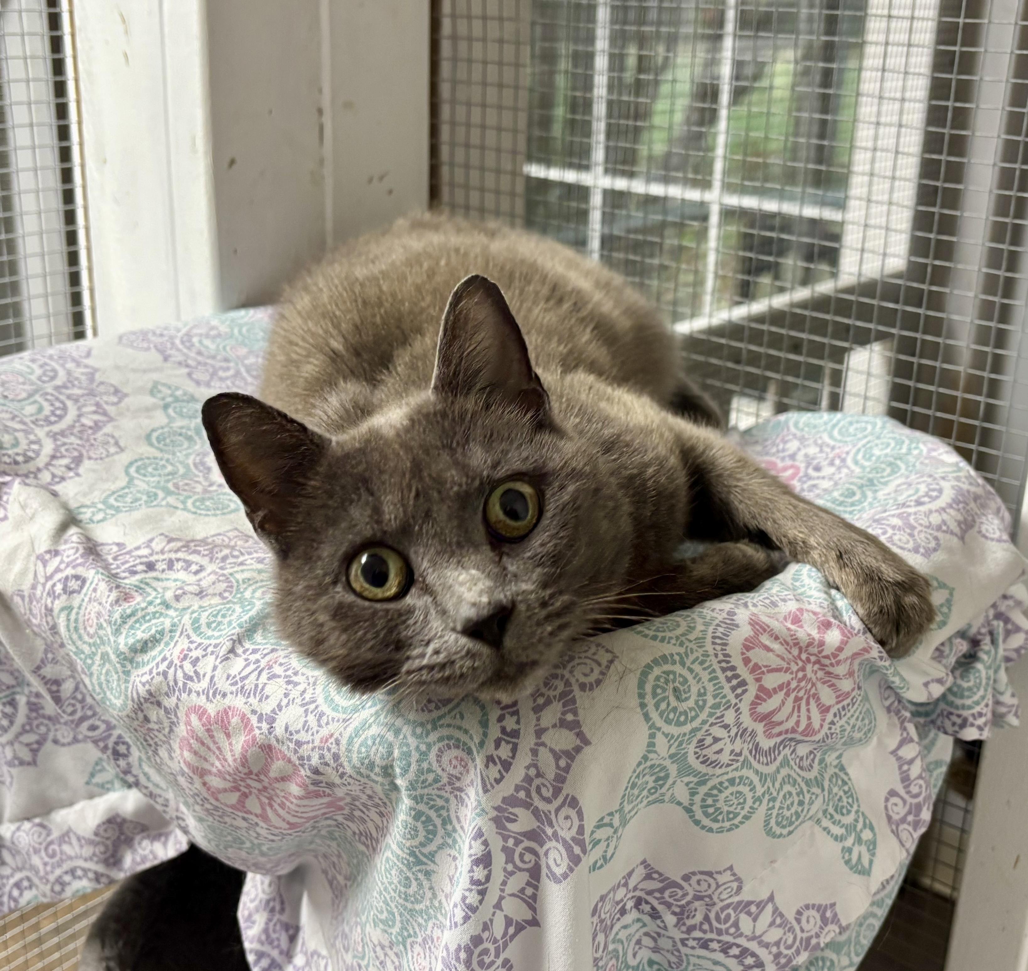 Enlarge Gaia, an adopted Domestic Short Hair in Queenstown, MD image 3/5