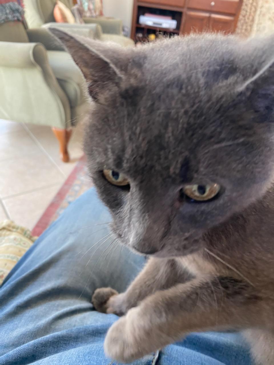 Enlarge Gaia, an adopted Domestic Short Hair in Queenstown, MD image 5/5