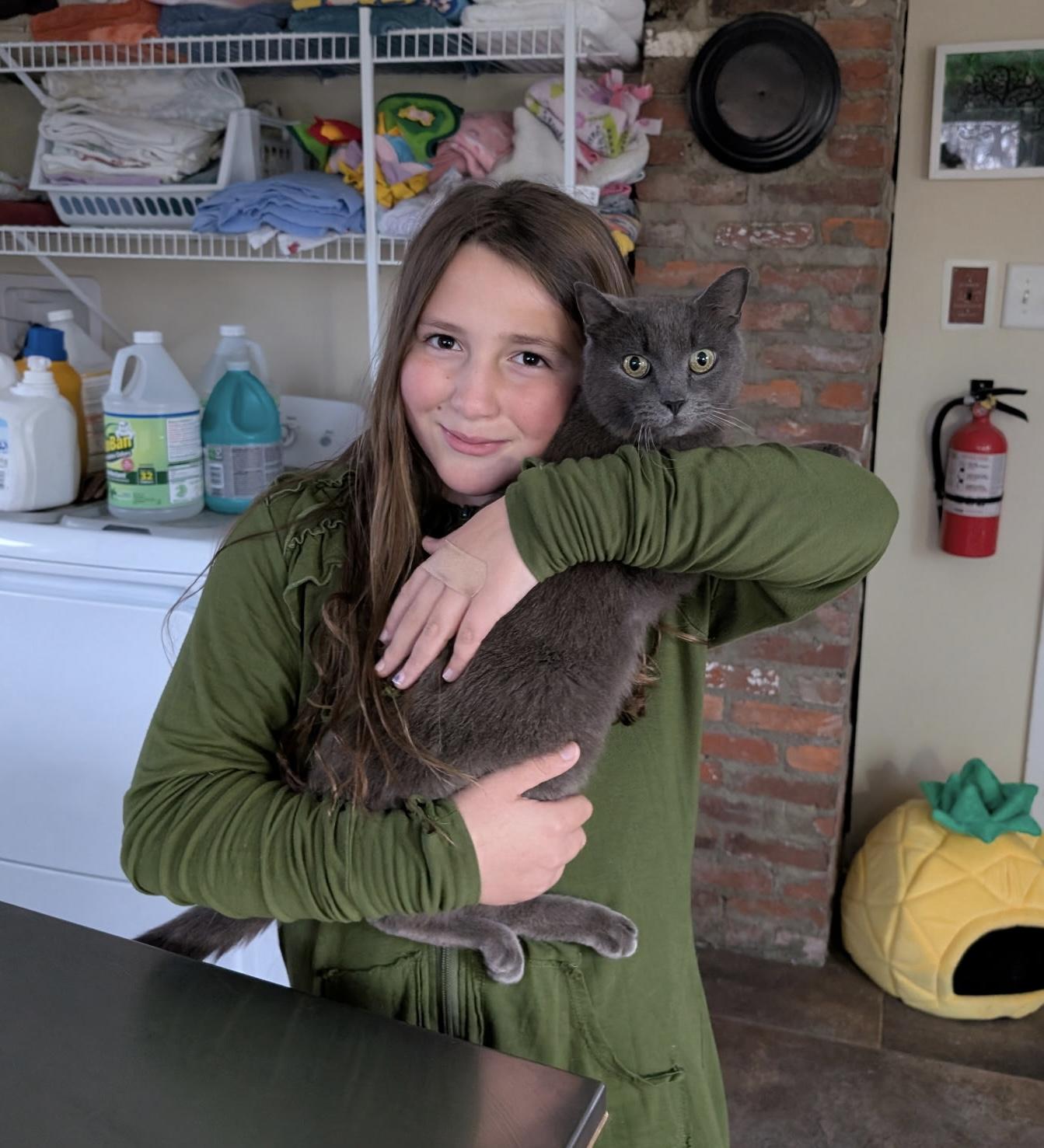 Enlarge Gaia, an adopted Domestic Short Hair in Queenstown, MD image 2/5