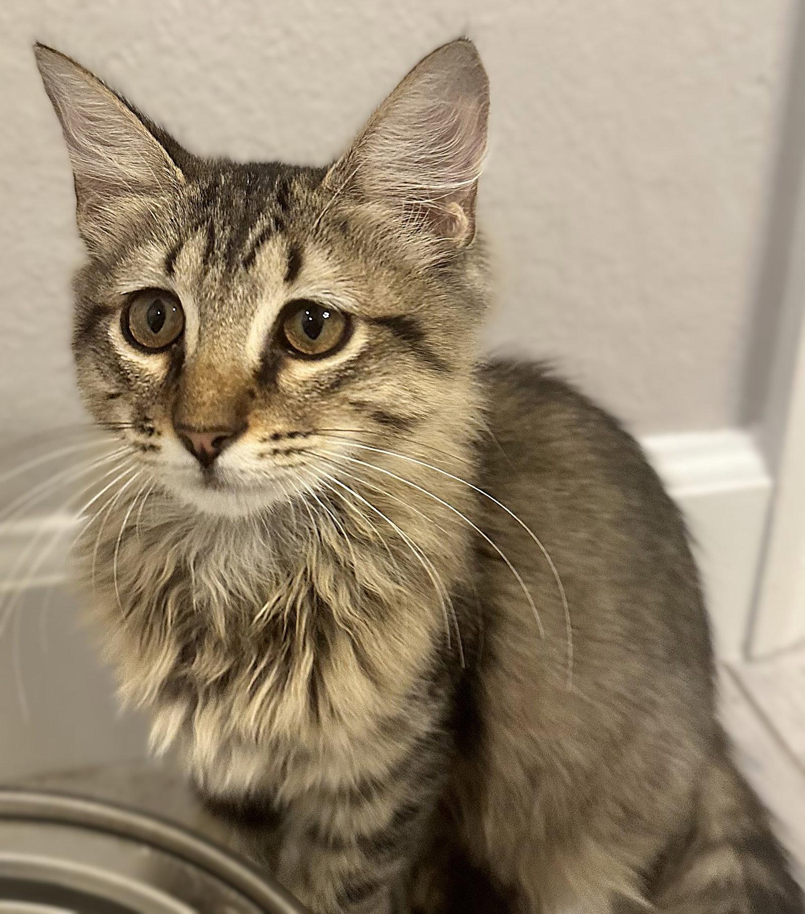 Hazel, Adopted, Kitten Female Maine Coon & Domestic Medium Hair.