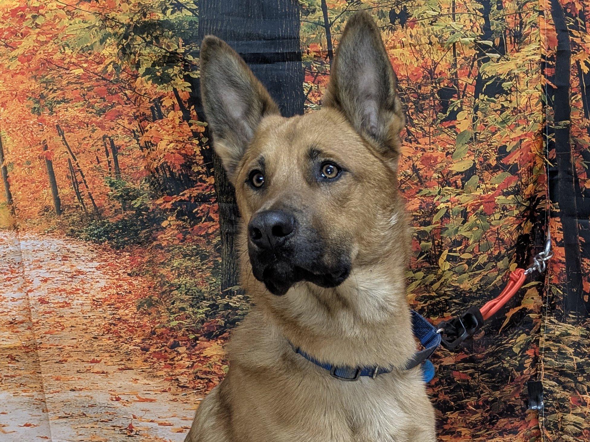 Enlarge Scooter, a Adoptable mixed breed in Monroe, WA image 2/6