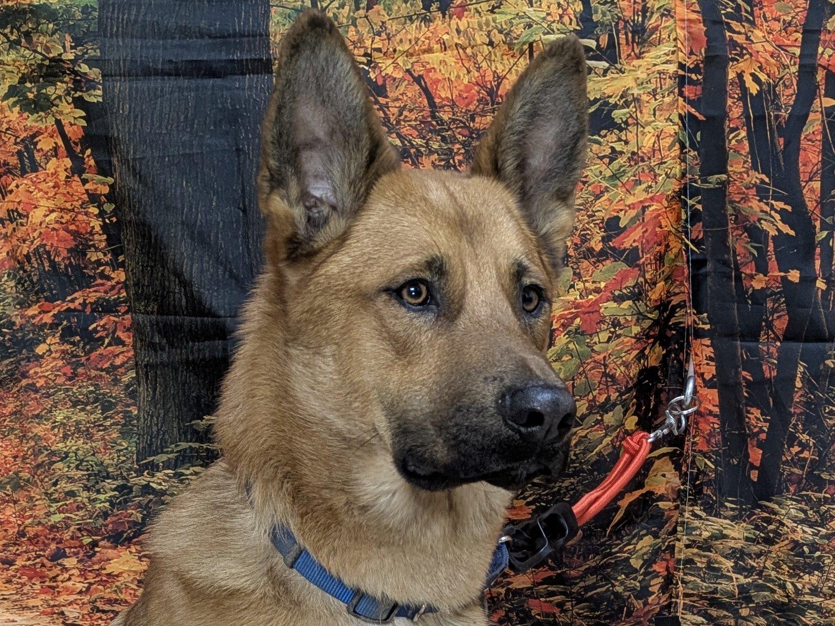 Enlarge Scooter, a Adoptable mixed breed in Monroe, WA image 3/6