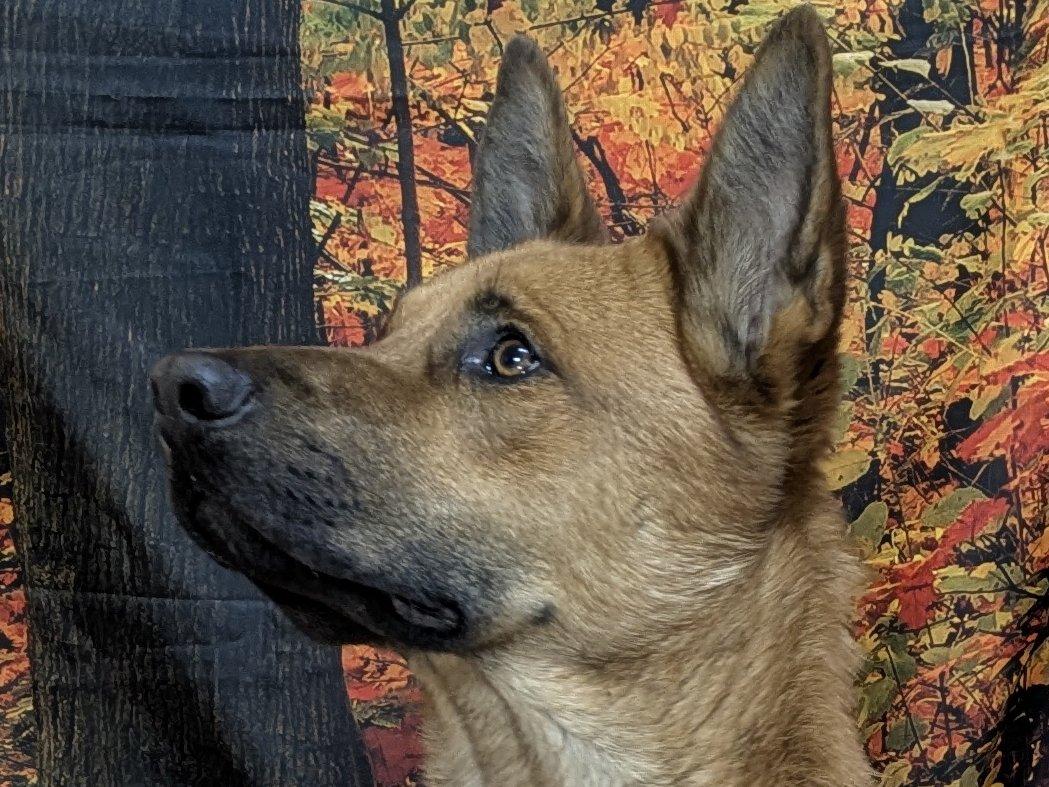 Enlarge Scooter, a Adoptable mixed breed in Monroe, WA image 5/6