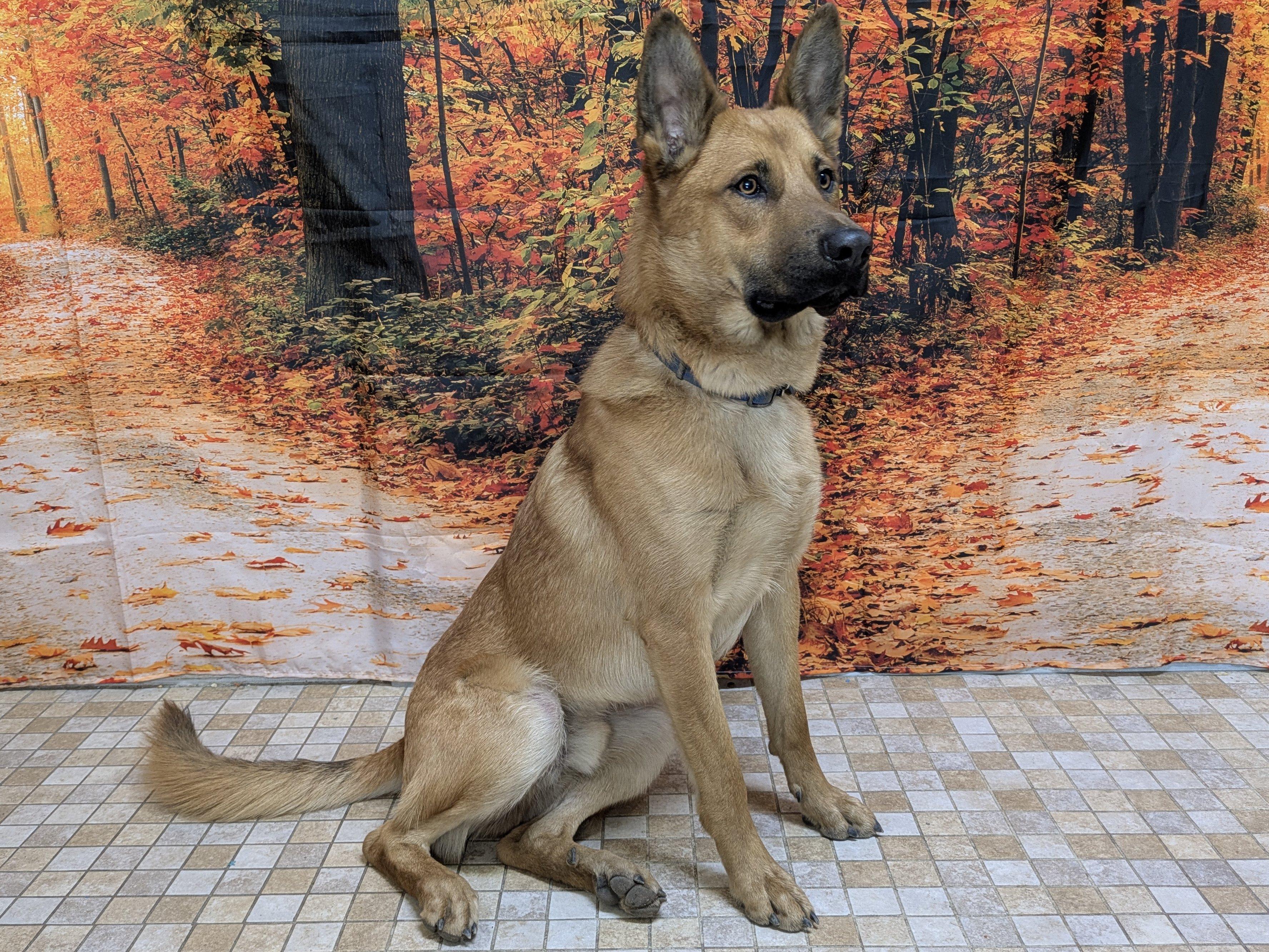Enlarge Scooter, a Adoptable mixed breed in Monroe, WA image 1/6
