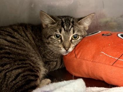 Enlarge Ruby, a Adopted Domestic Short Hair in Athens, GA image 1/3