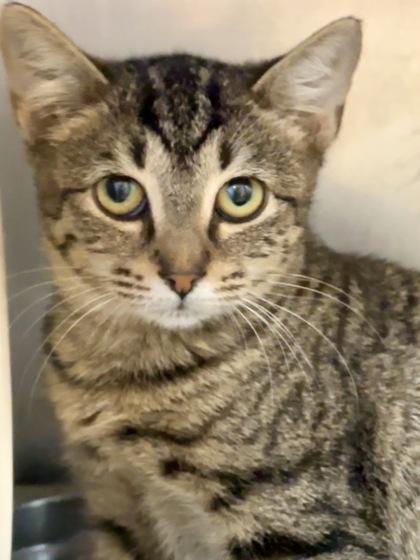 Enlarge Ruby, a Adopted Domestic Short Hair in Athens, GA image 2/3