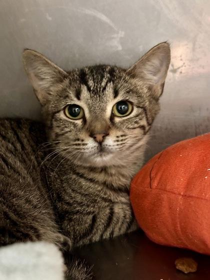 Enlarge Ruby, a Adopted Domestic Short Hair in Athens, GA image 3/3