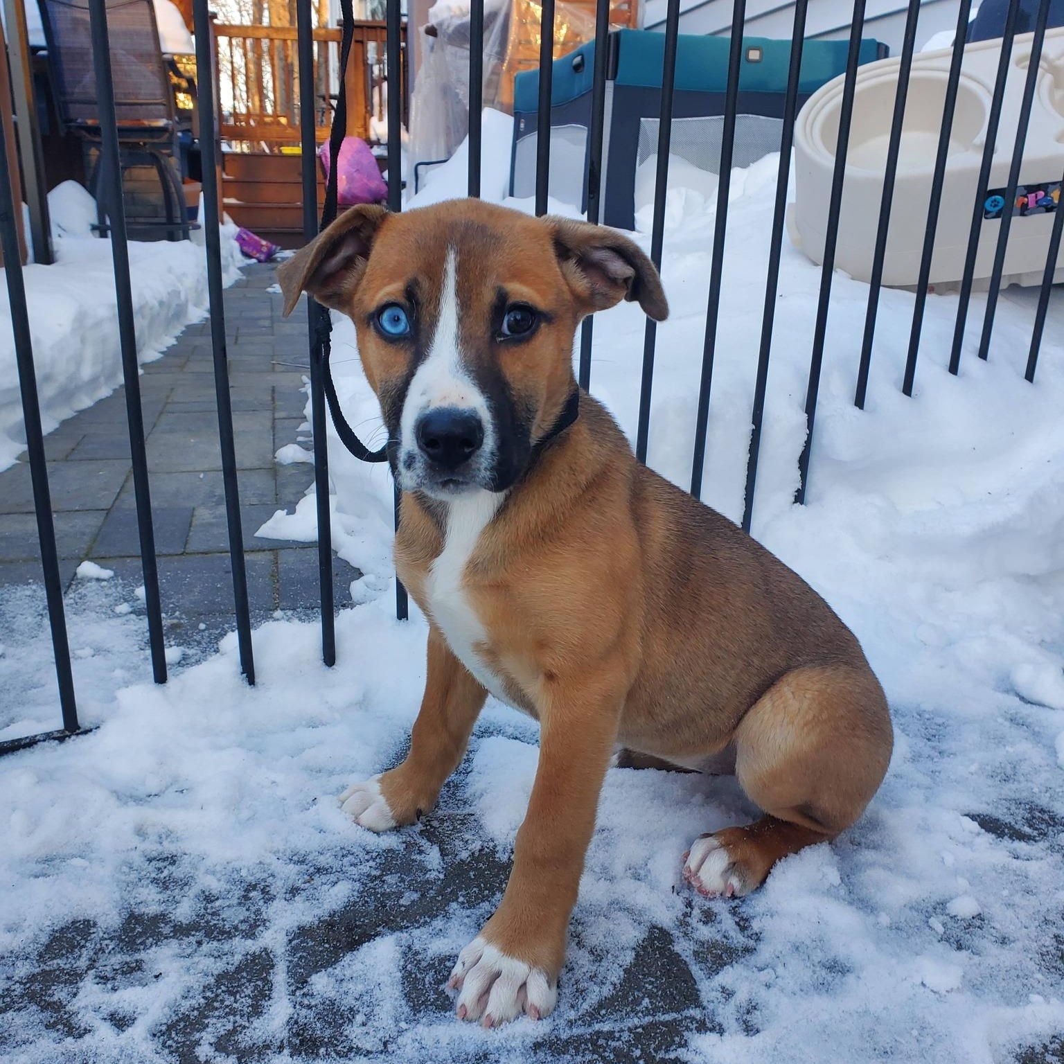 Princess Blue eye , adopted, Puppy Female Mixed Breed.
