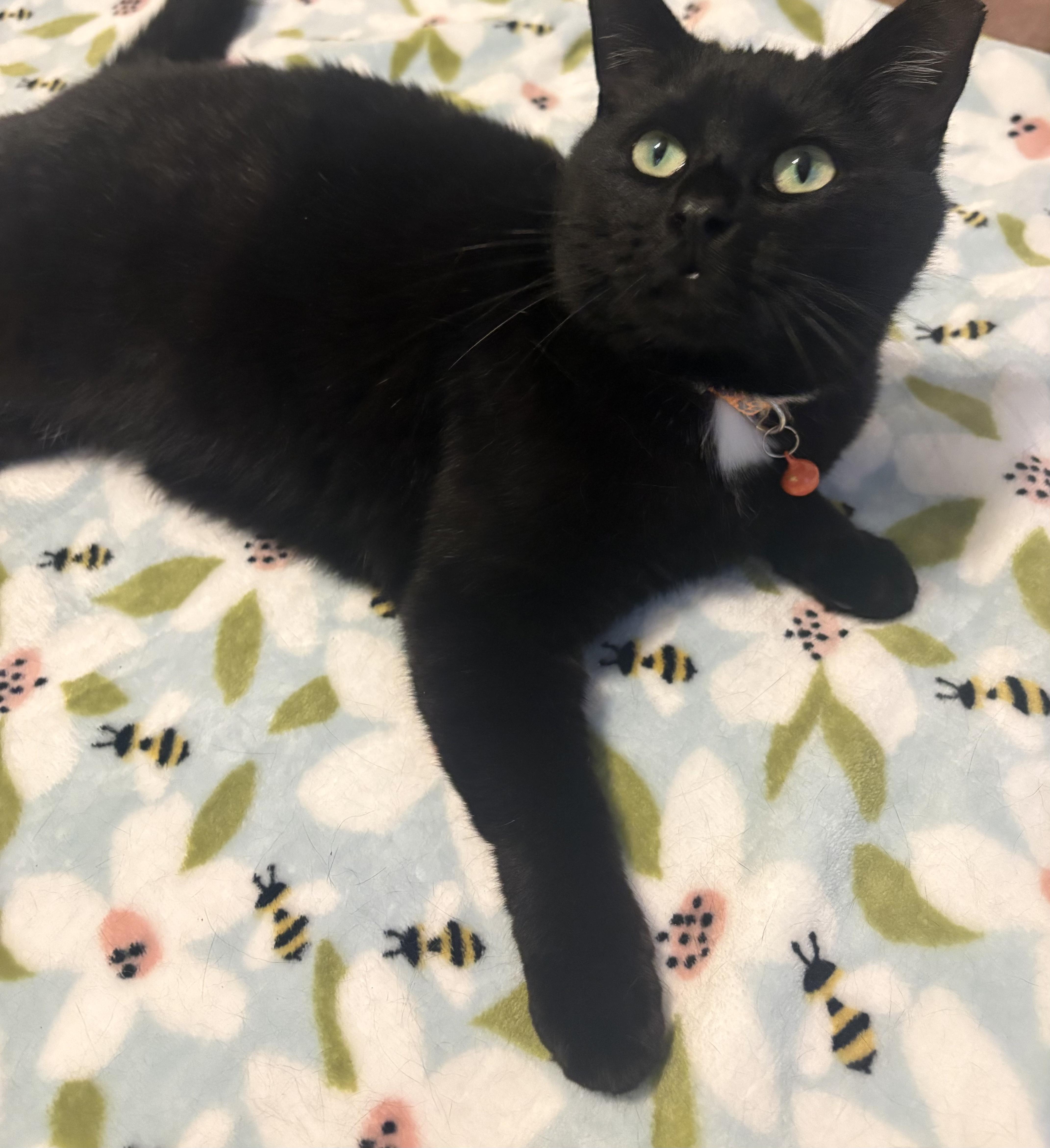 Nyla, a Adoptable Domestic Short Hair in Scranton, PA image 2/5