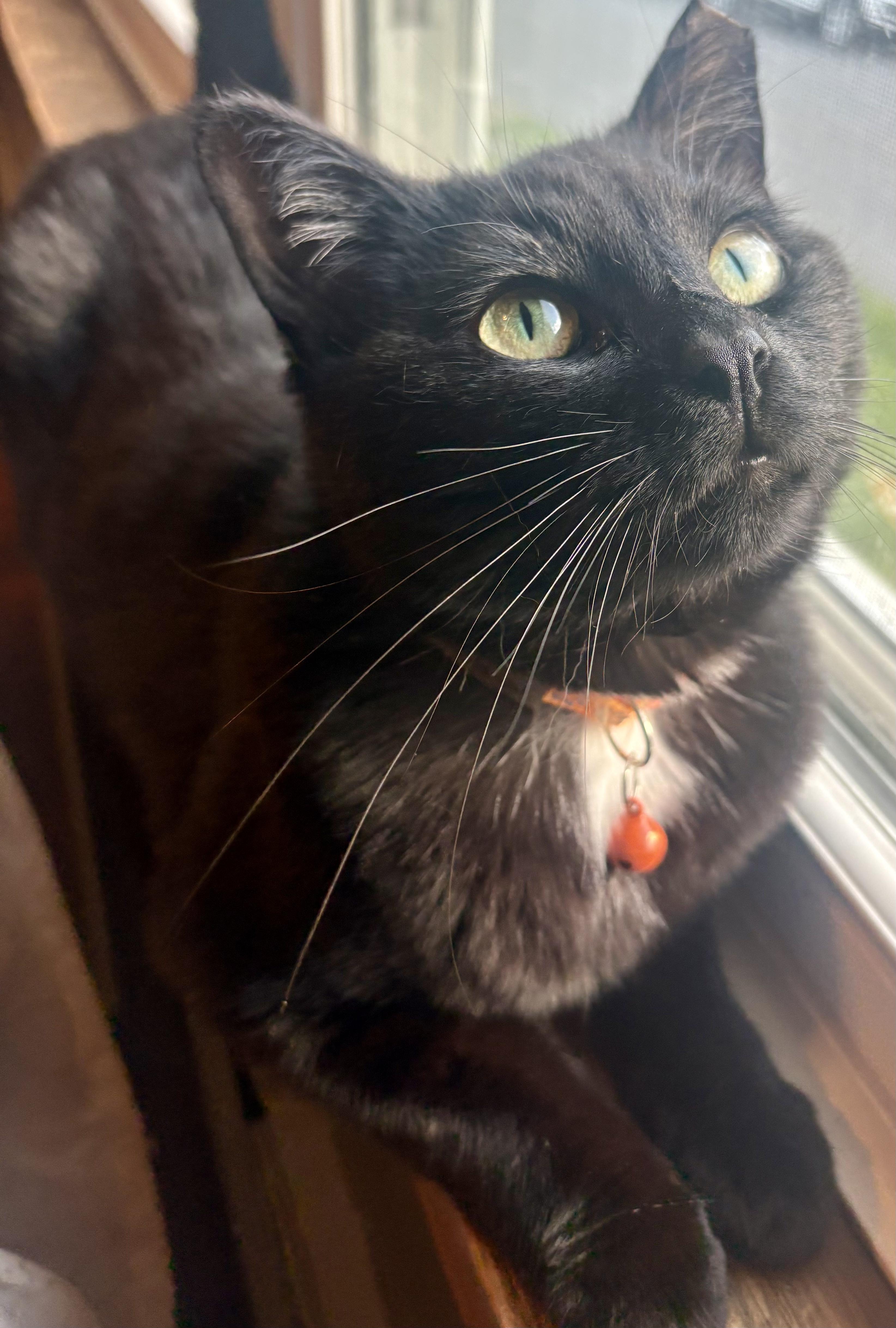 Nyla, a Adoptable Domestic Short Hair in Scranton, PA image 4/5