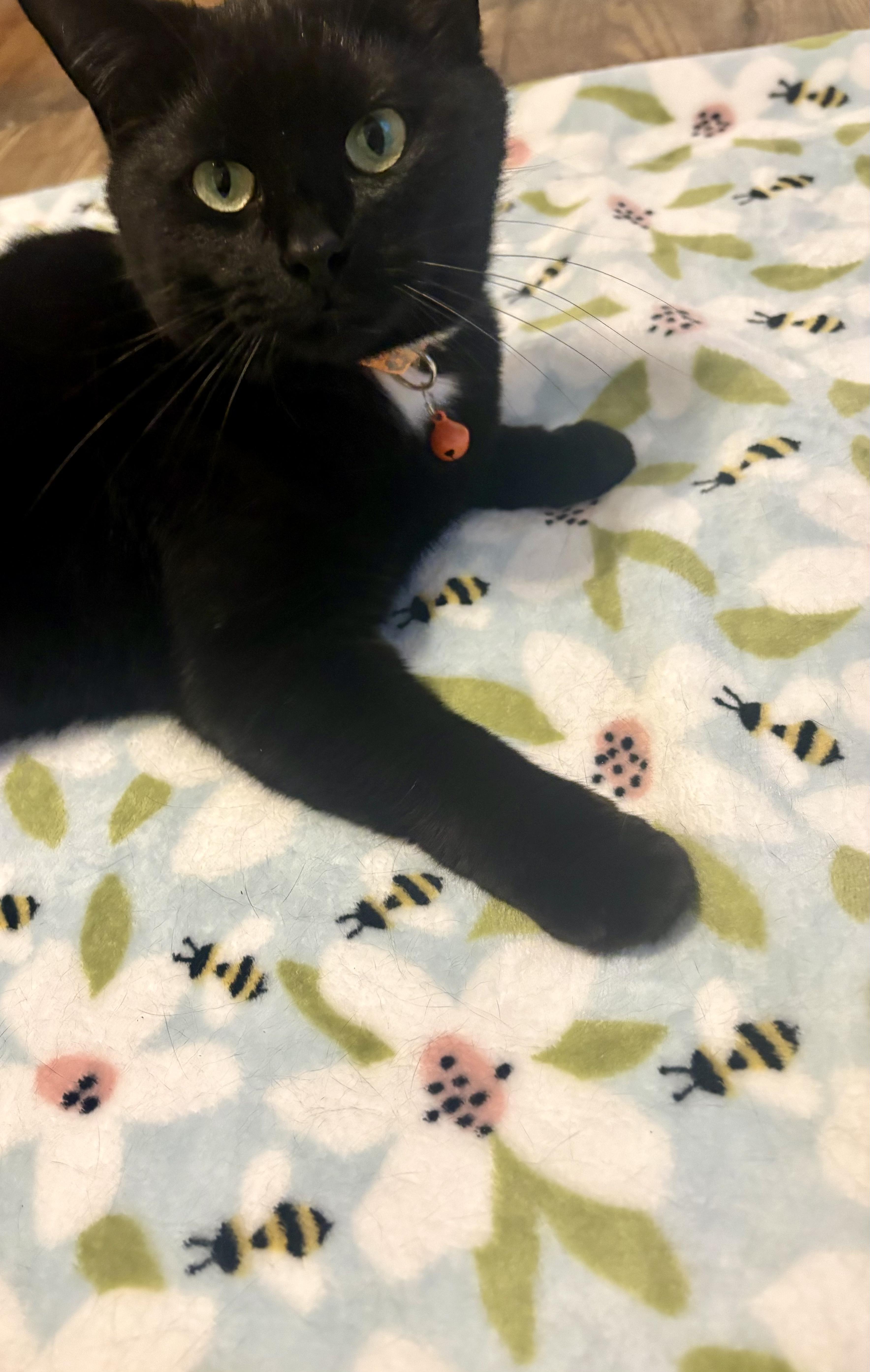 Nyla, a Adoptable Domestic Short Hair in Scranton, PA image 5/5