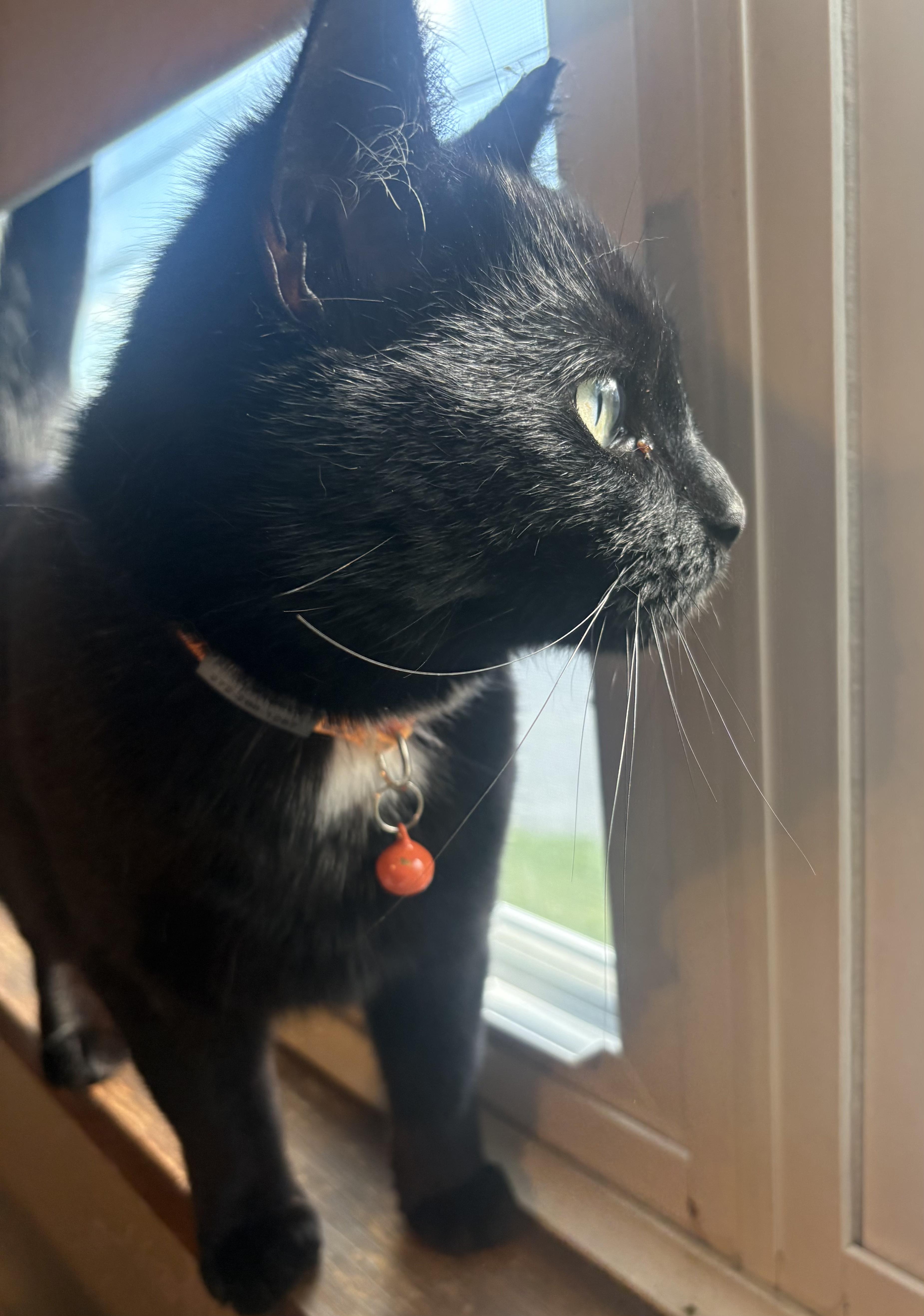 Nyla, a Adoptable Domestic Short Hair in Scranton, PA image 3/5