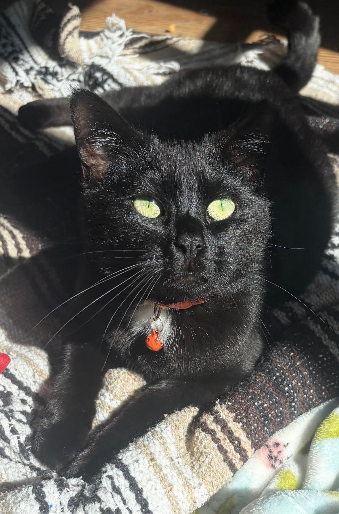 Nyla, a Adoptable Domestic Short Hair in Scranton, PA image 1/5