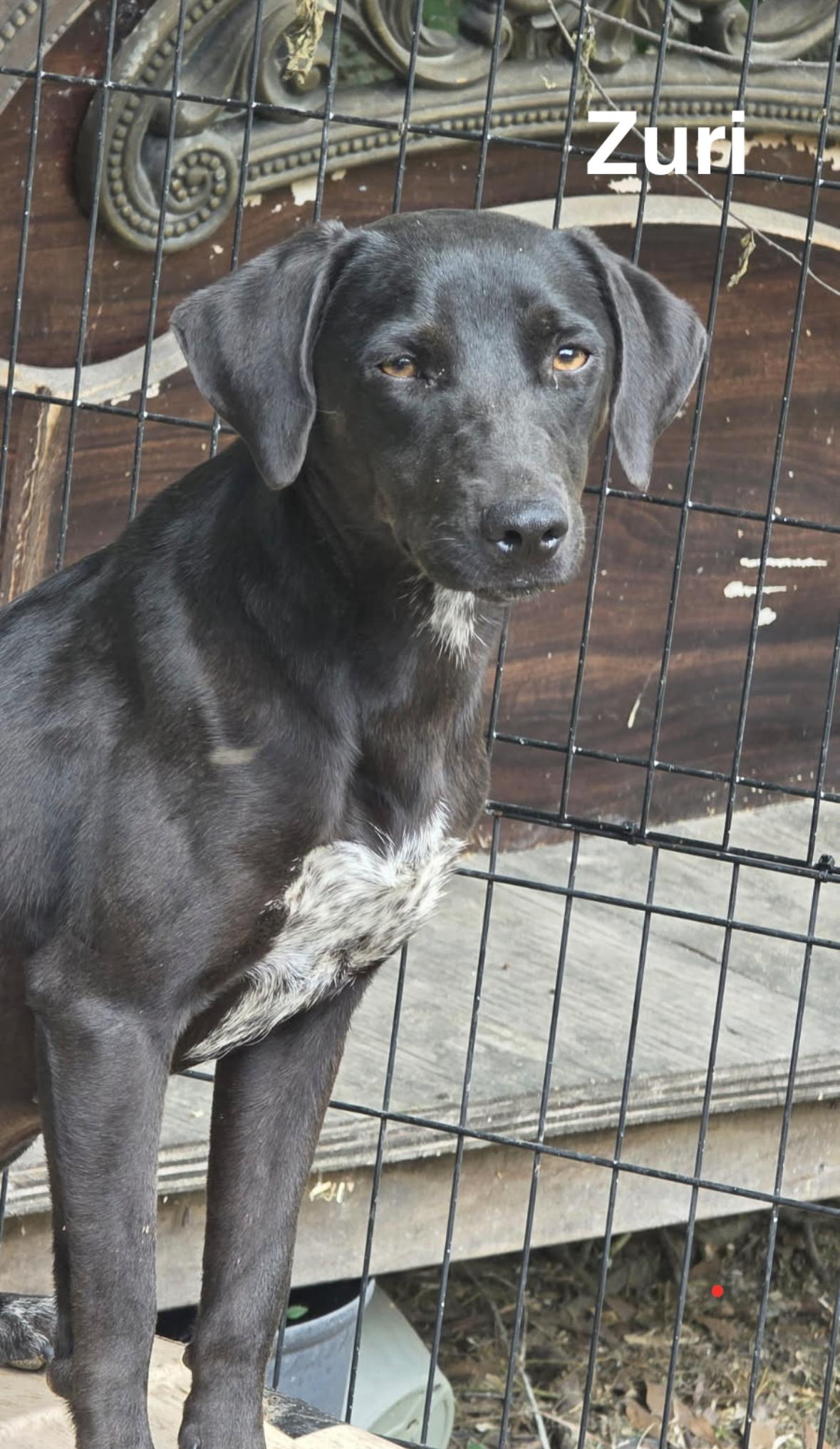 Zuri, ADOPTABLE, Puppy Female Mixed Breed.