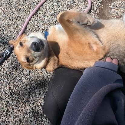 Tango, Adoptable, Adult Male Mixed Breed & German Shepherd Dog.