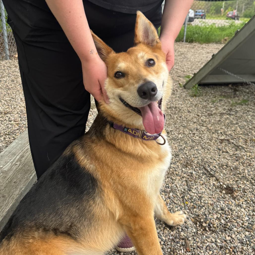 Tango, a Adoptable mixed breed in West Olive, MI image 2/6