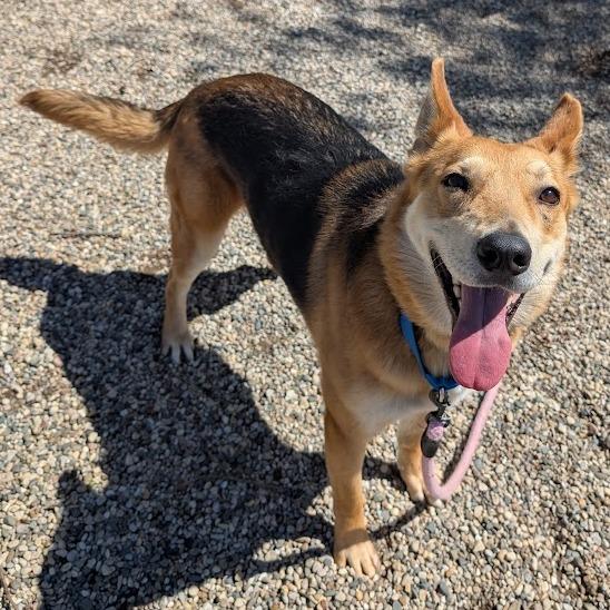 Tango, a Adoptable mixed breed in West Olive, MI image 3/6