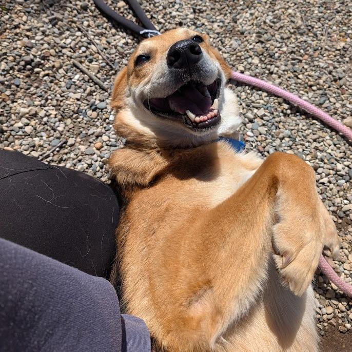 Tango, a Adoptable mixed breed in West Olive, MI image 4/6