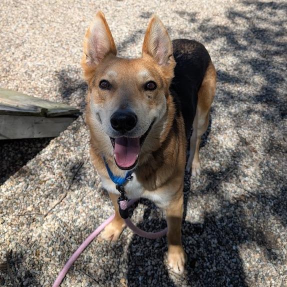 Tango, a Adoptable mixed breed in West Olive, MI image 5/6