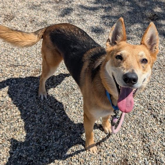 Tango, a Adoptable mixed breed in West Olive, MI image 6/6