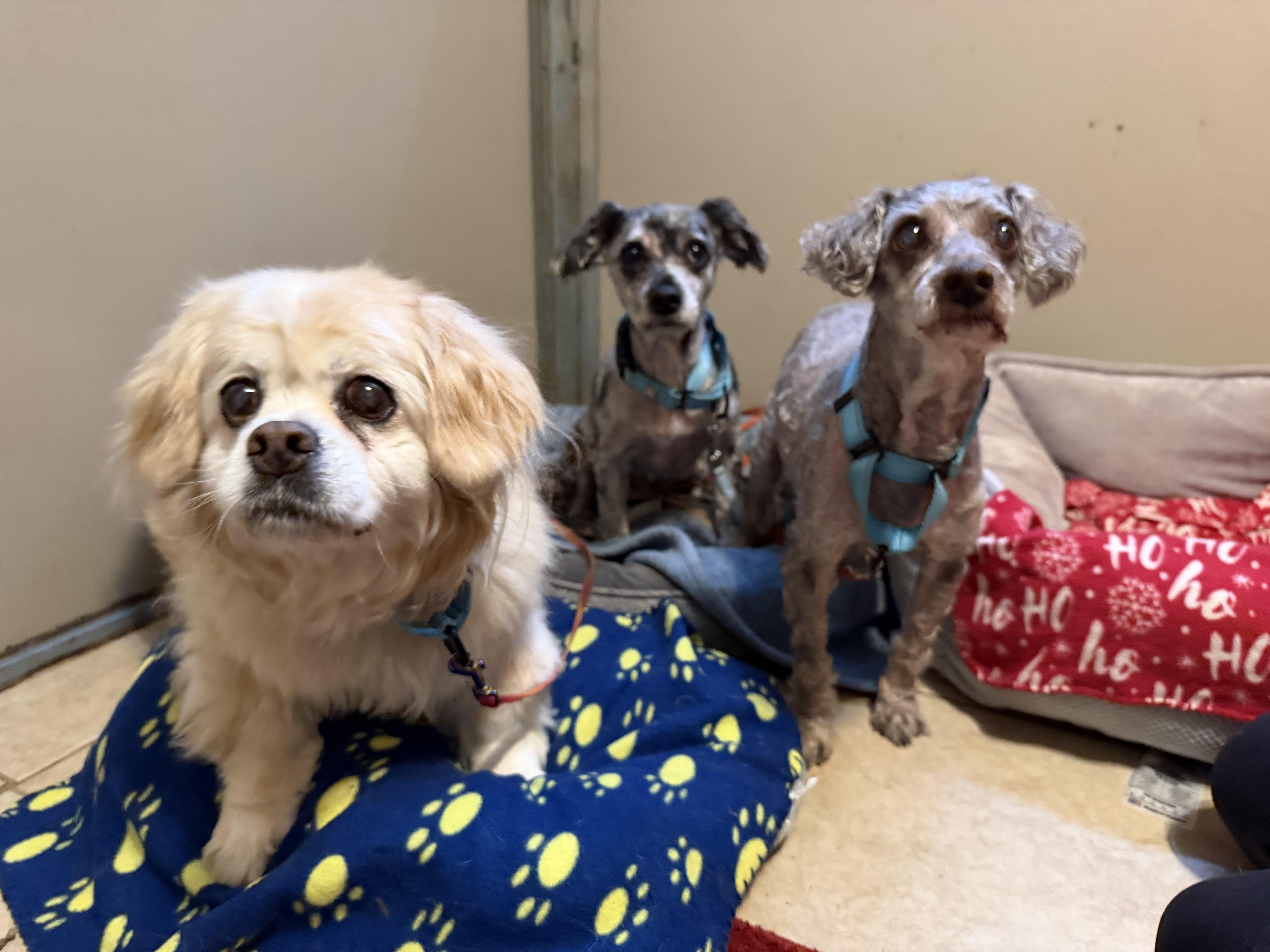 Merle, a ADOPTABLE mixed breed in Catlett, VA image 5/6
