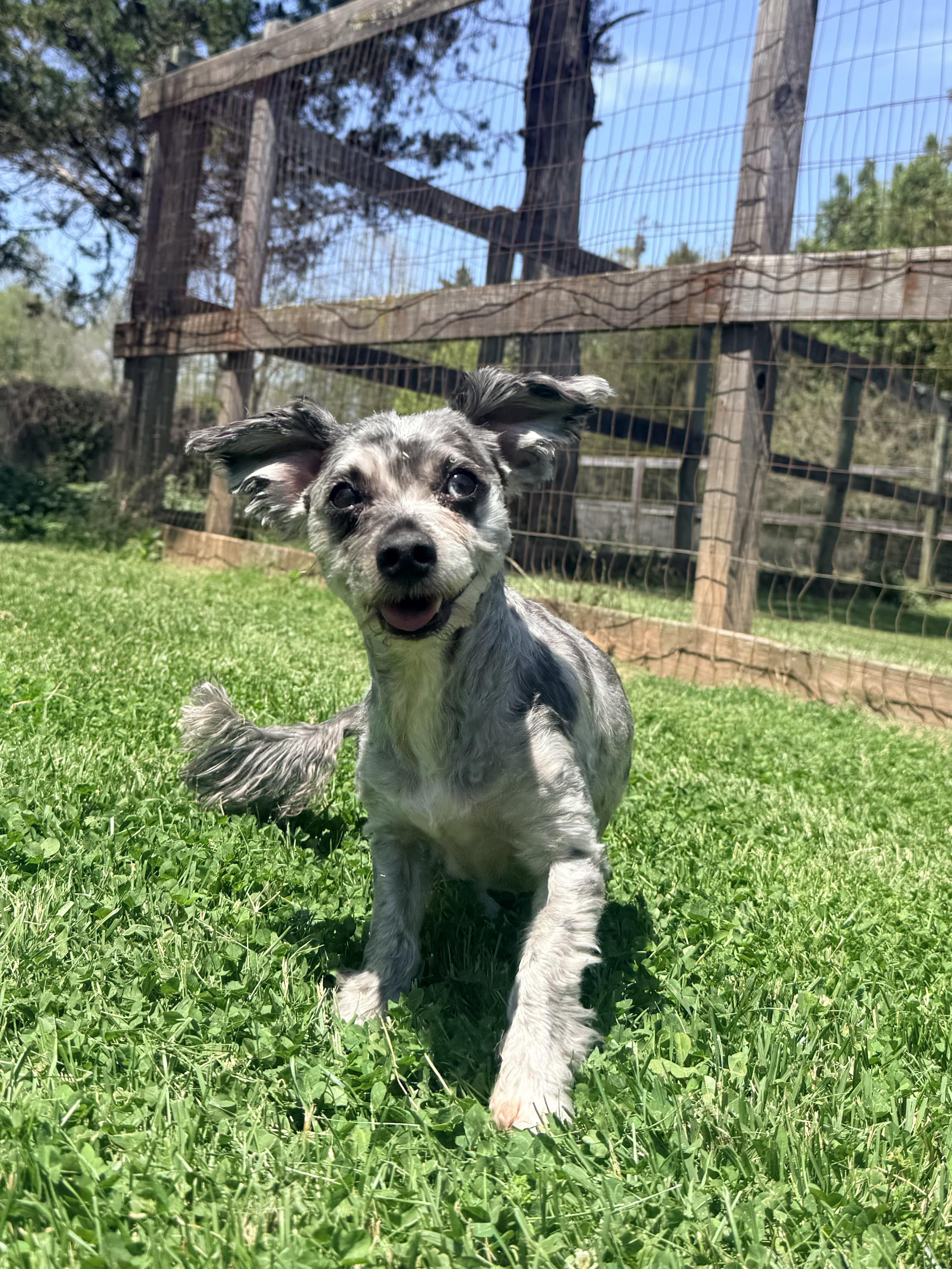 Merle, ADOPTABLE, Senior Male Poodle & Schnauzer.