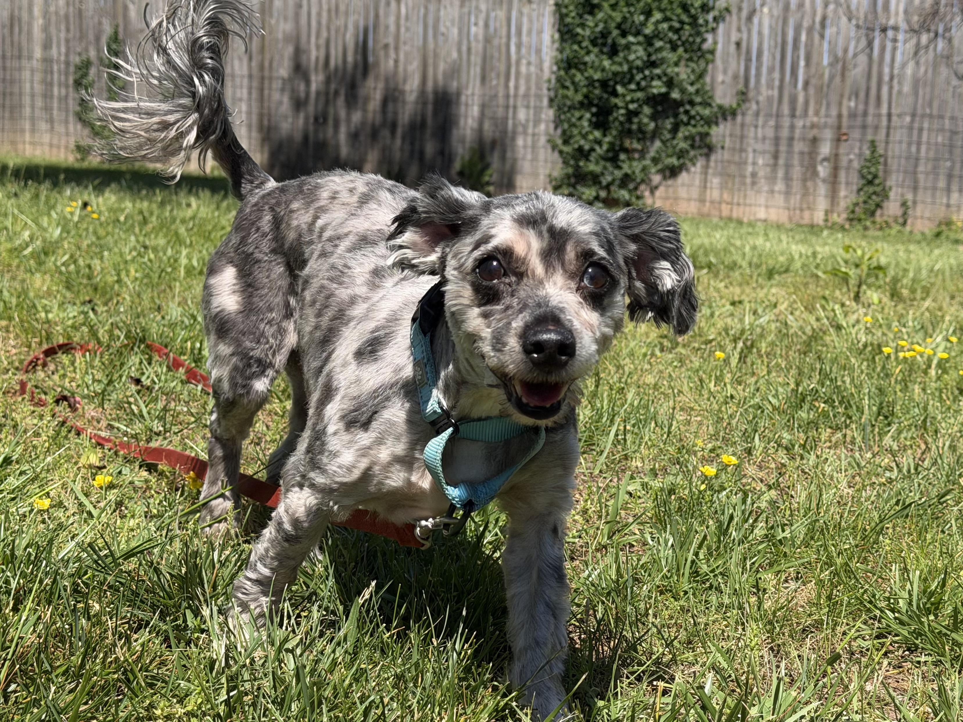Merle, a ADOPTABLE mixed breed in Catlett, VA image 4/6
