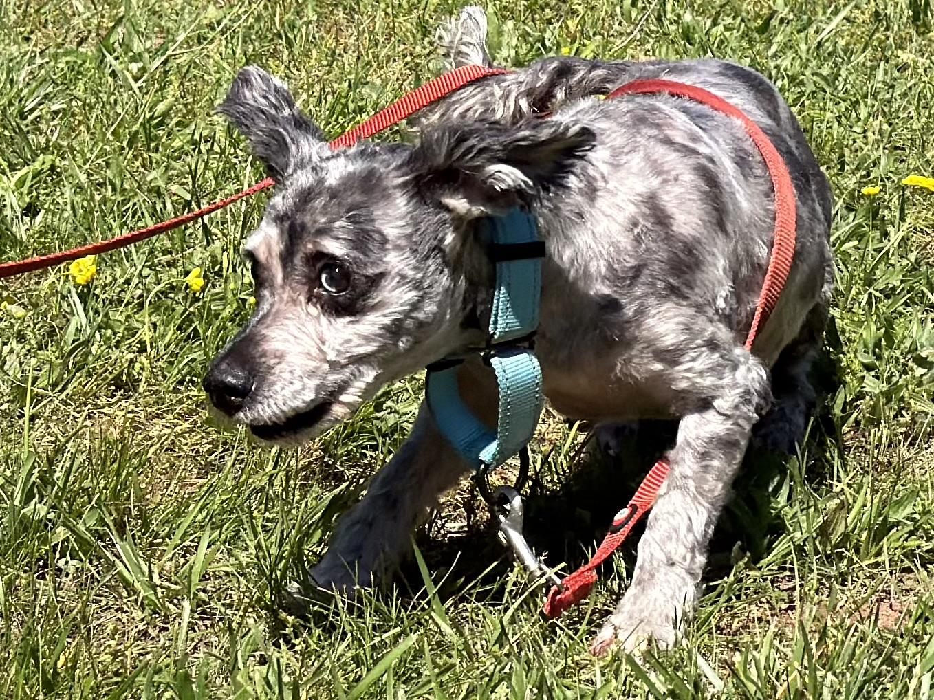 Merle, a ADOPTABLE mixed breed in Catlett, VA image 3/6