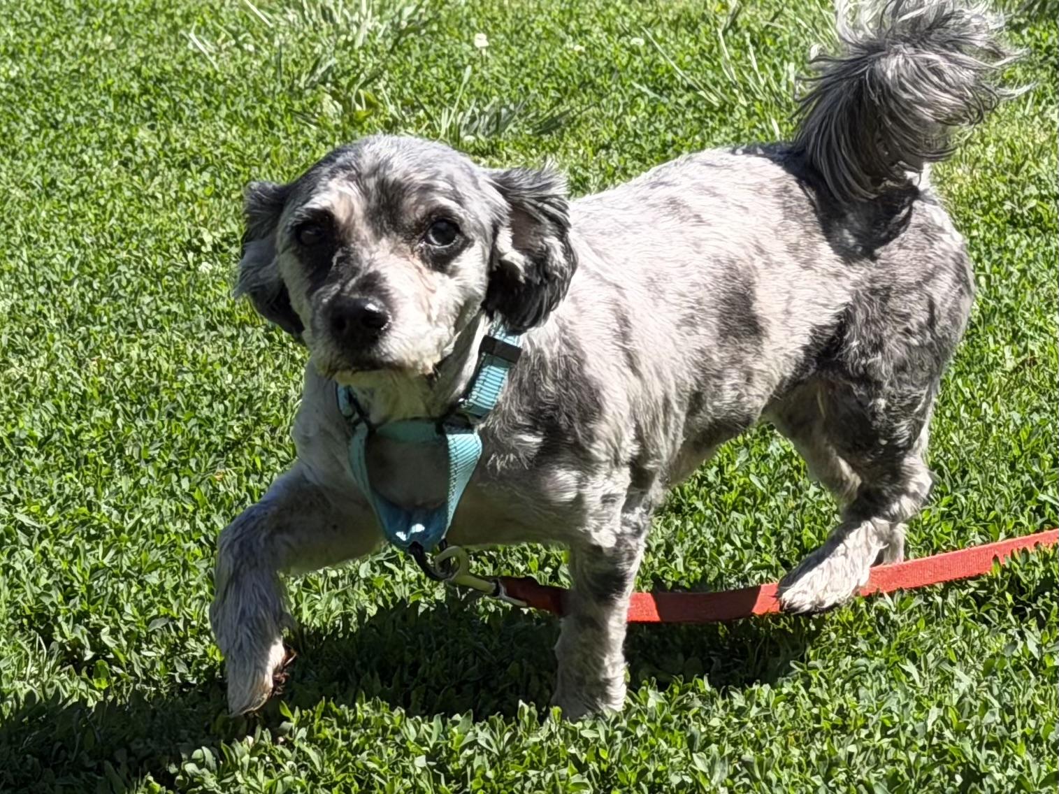 Merle, a ADOPTABLE mixed breed in Catlett, VA image 2/6