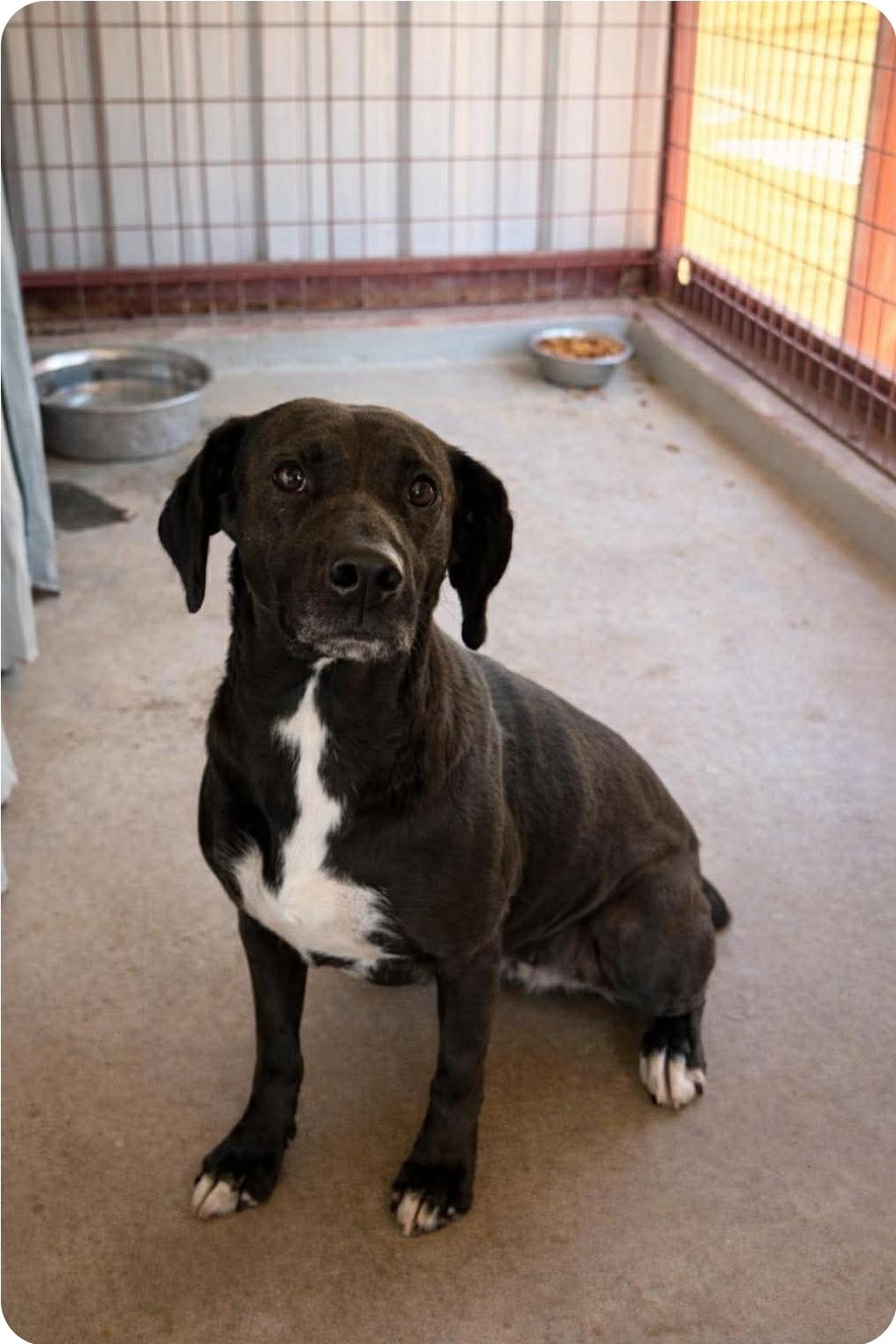 Brandy, ADOPTABLE, Young Female Black Labrador Retriever & Catahoula Leopard Dog.